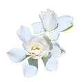 Tall Gardenia Evergreen Shrub 2 Gallon Potted Plant Z10201