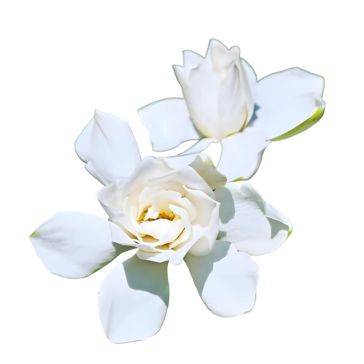 Tall Gardenia Evergreen Shrub 2 Gallon Potted Plant Z10201
